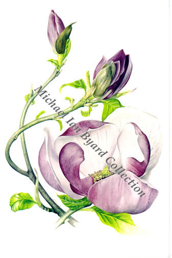 Magnolia X Soulangiana